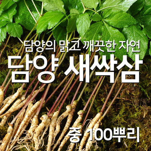 담양 채식 웰빙 식단 쌈채소 새싹삼 중 100뿌리